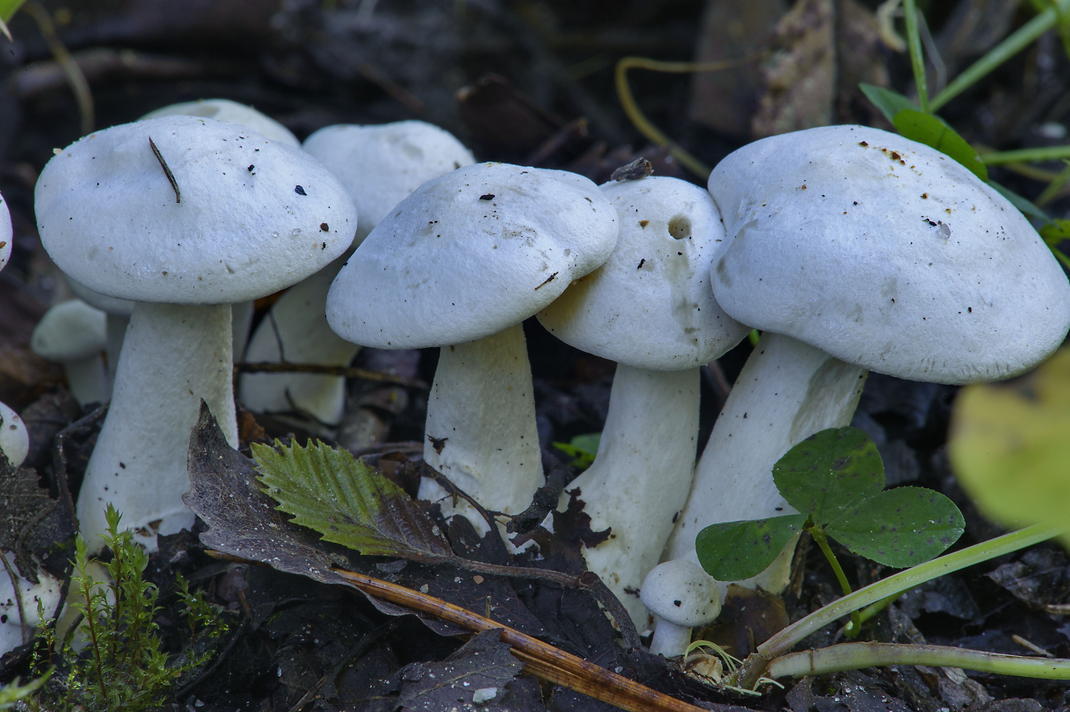 Рядовка белая. Гриб рядовка белая. Leucocybe connata. Рядовка белая съедобная. Гриб рядовка белая съедобная.