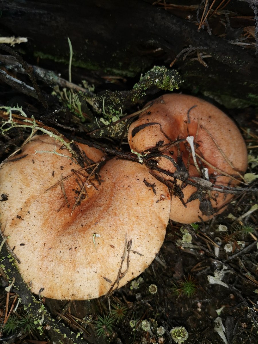 Гриб рыжик синеет (54 фото)