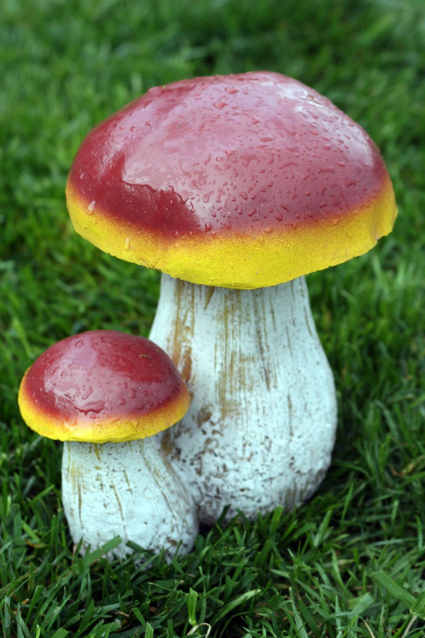 Грибы бабки