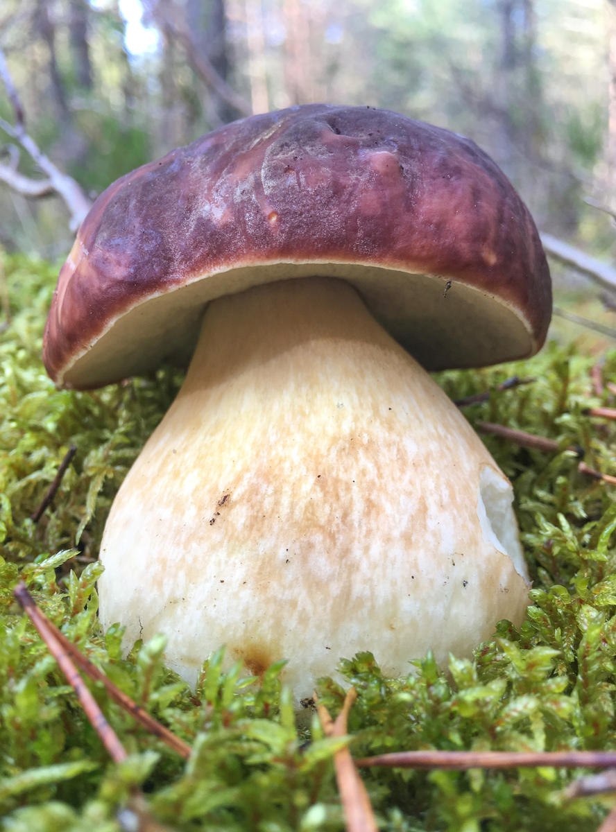 Гриб шампиньон Лесной (Благушка) Agaricus silvaticus