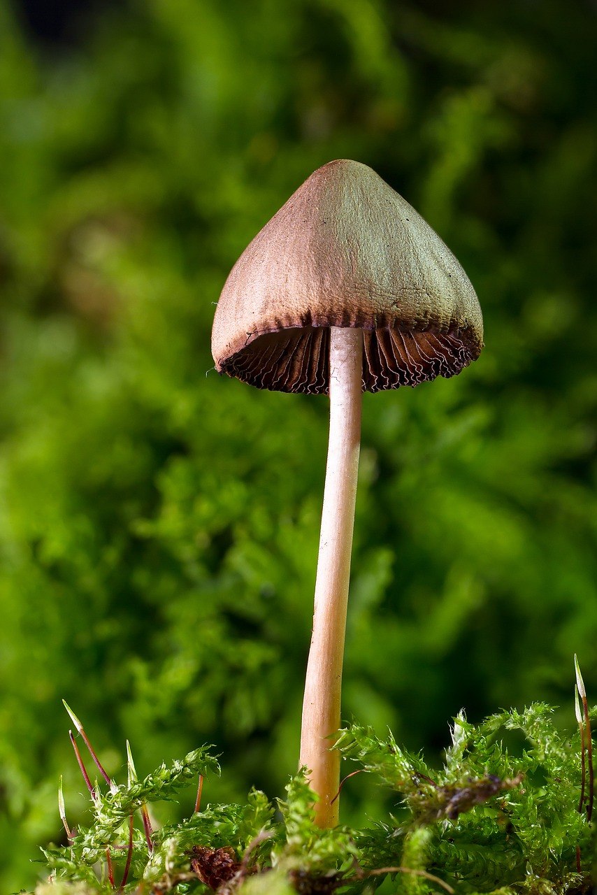 Строфария небесно-синяя Stropharia