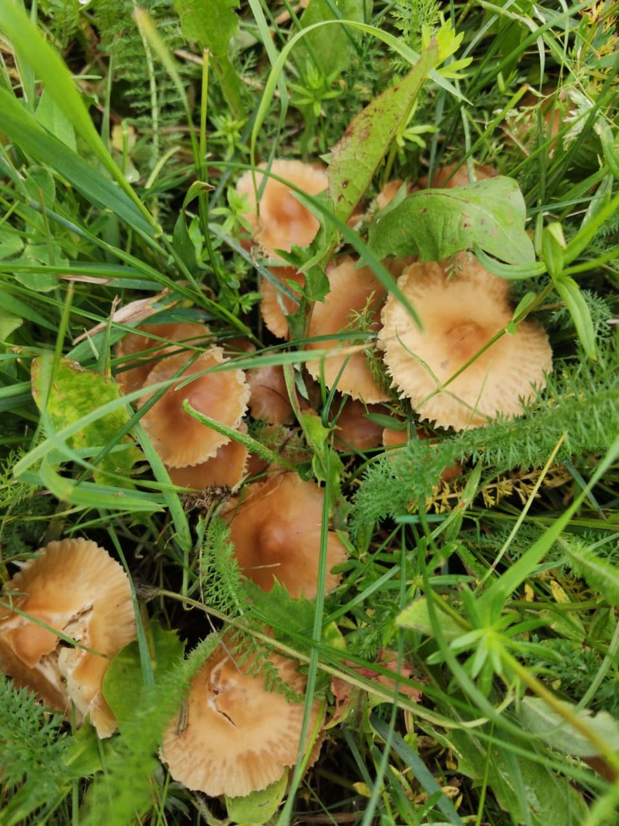 Полевые опята (59 фото)