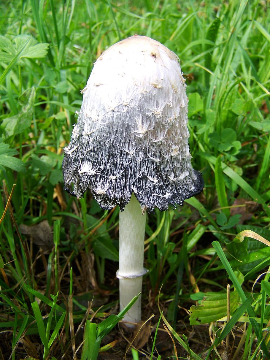 Мухомор порфировый Amanita Porphyria