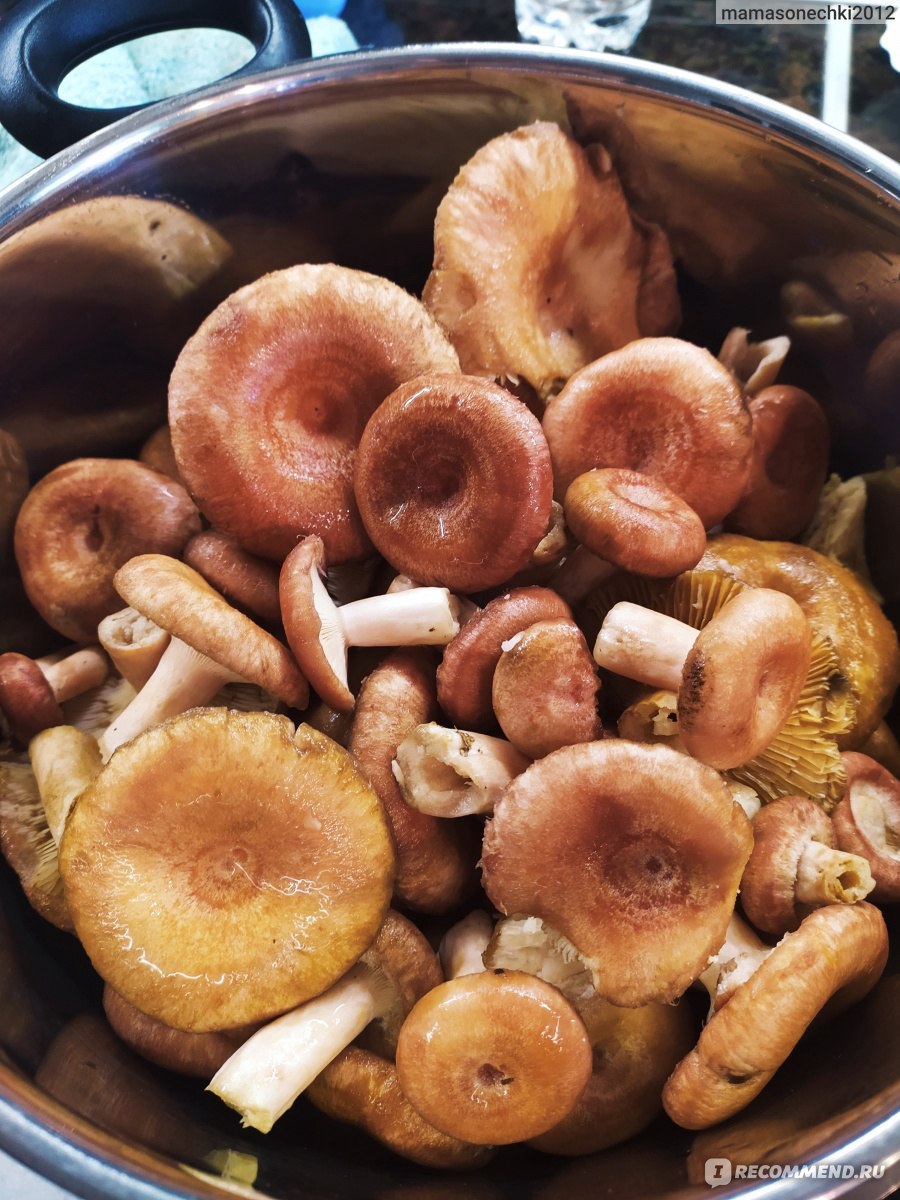 Рыжики соленые фото