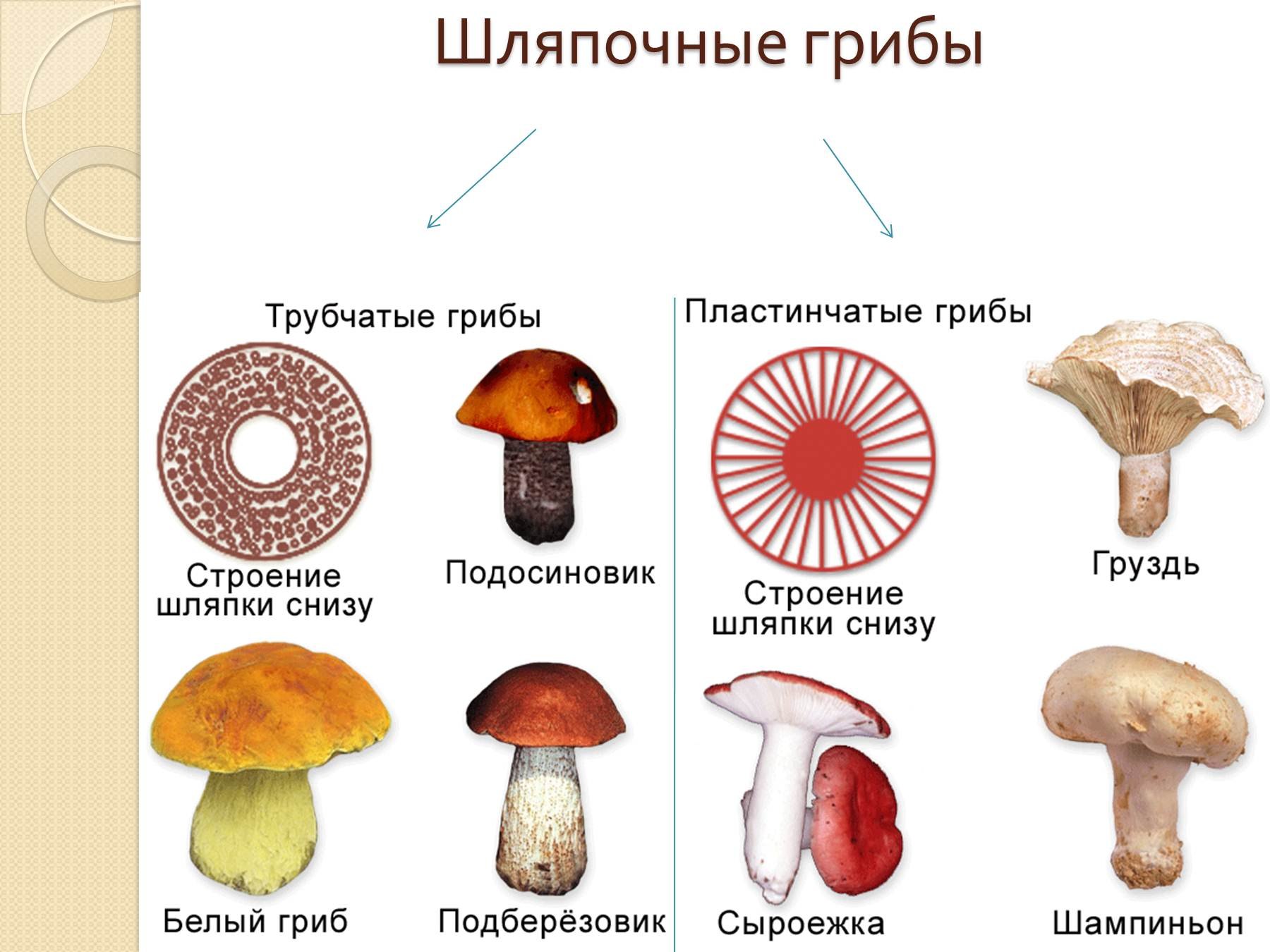 Представители шляпочных грибов 5 класс