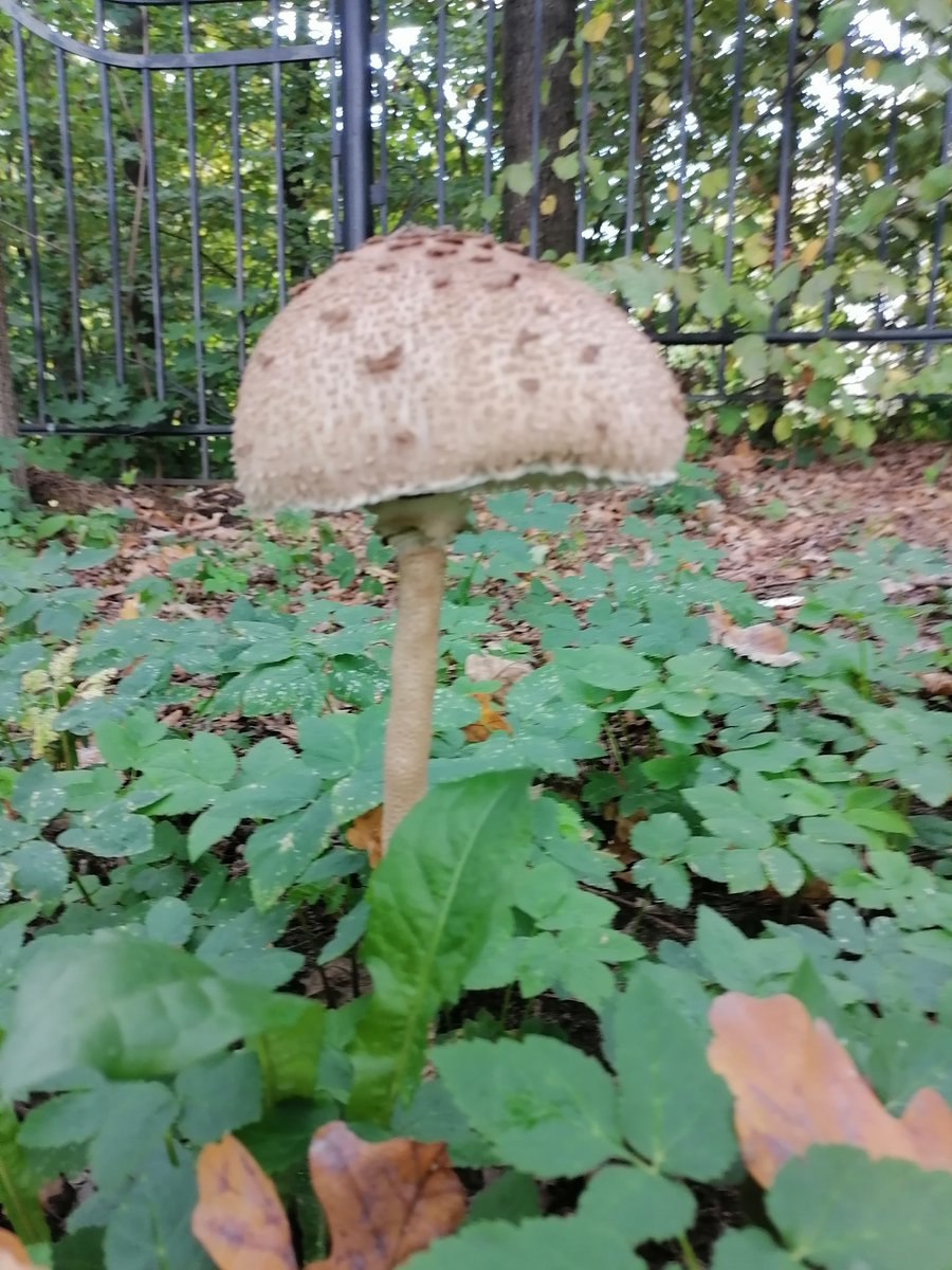 Гриб зонтик пестрый грибоведы (61 фото)