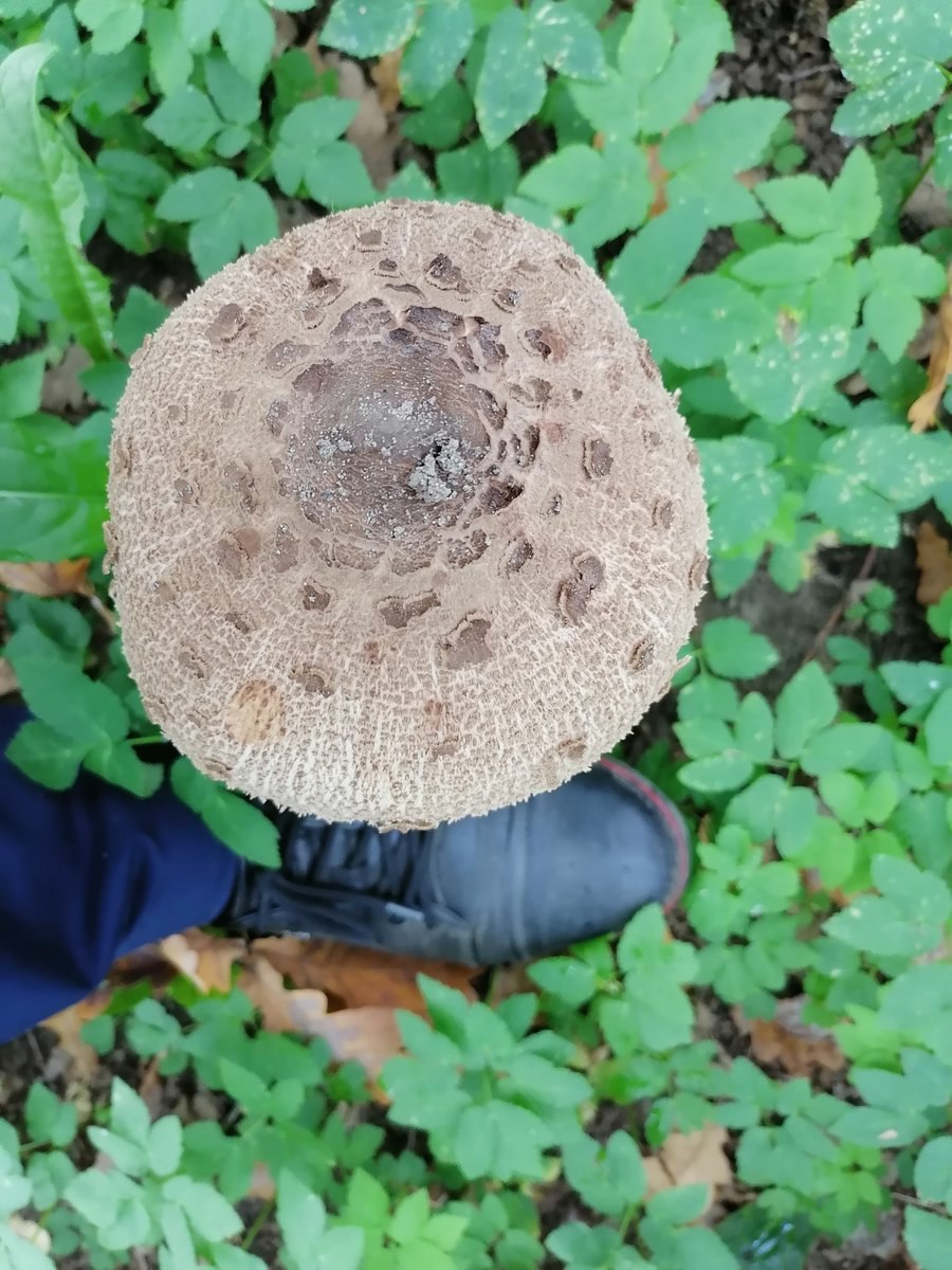 Зонтичный гриб растет в городе чернеет