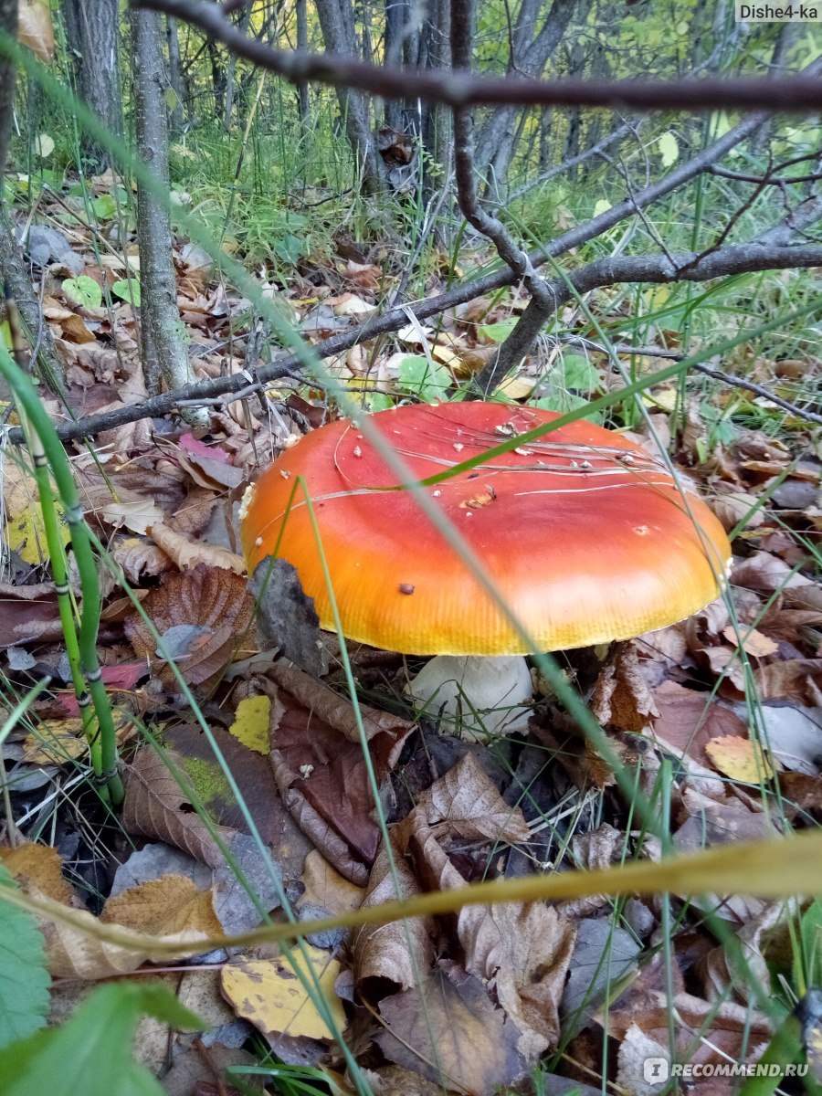 Белый гриб растущий в дубах (69 фото)