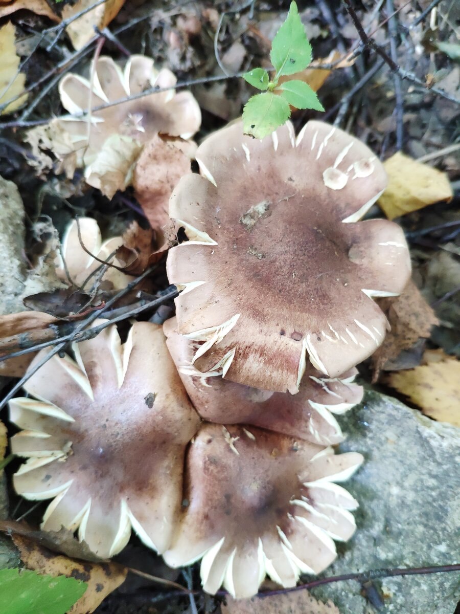 Рядовка зеленая грибы Воронежской области