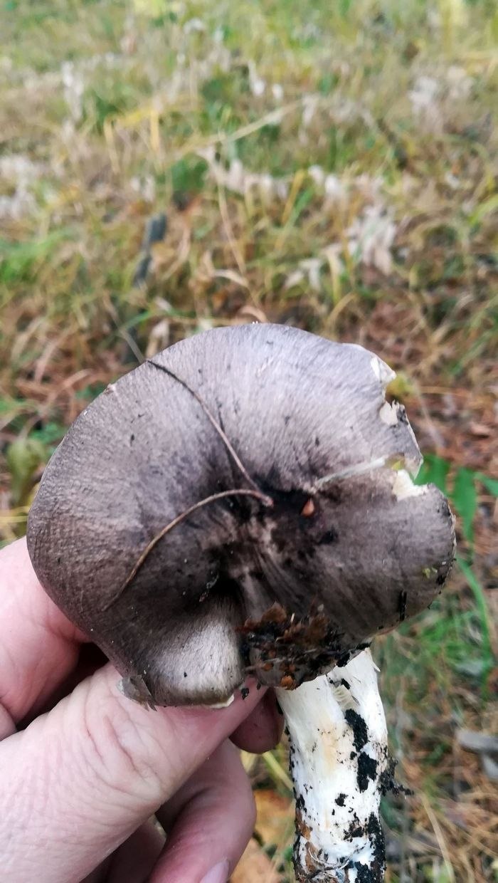 Рядовка заостренная