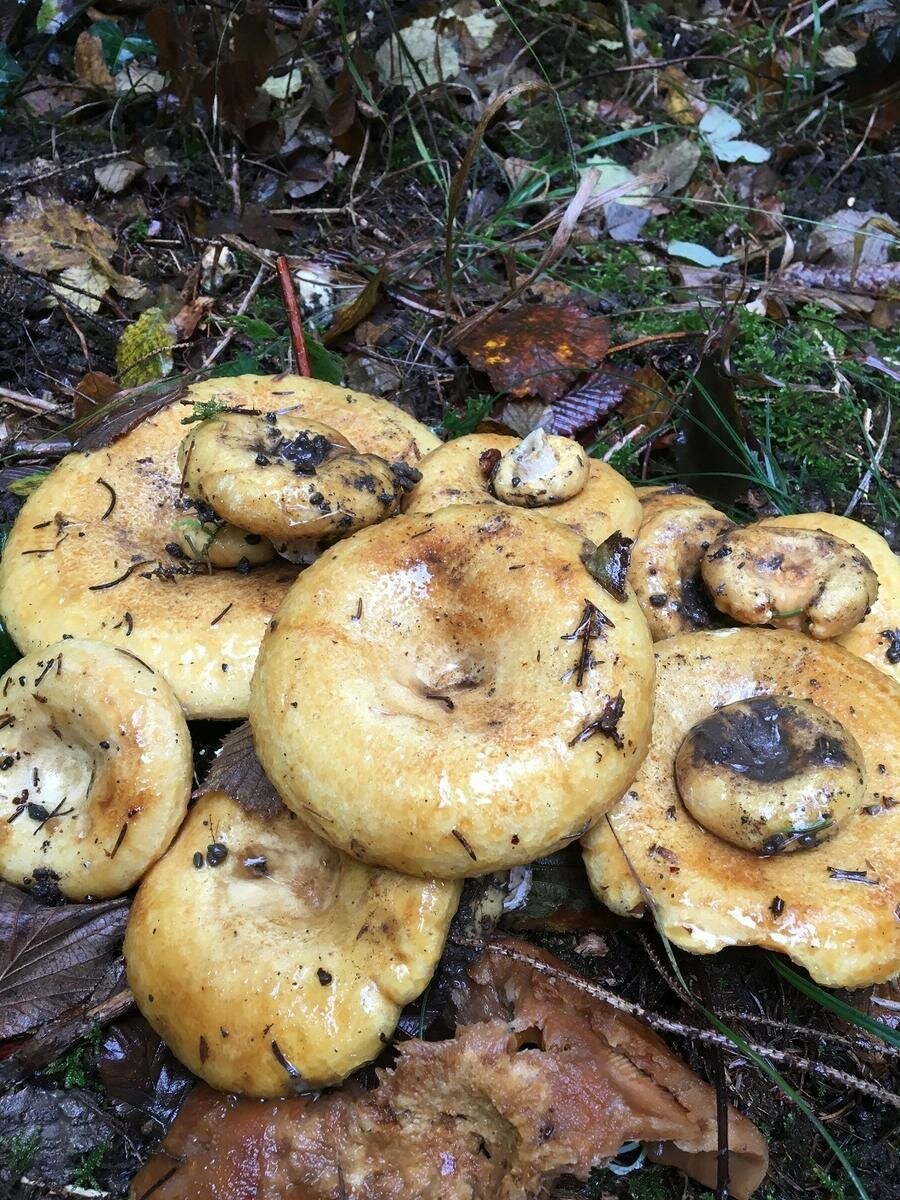 Правский груздь