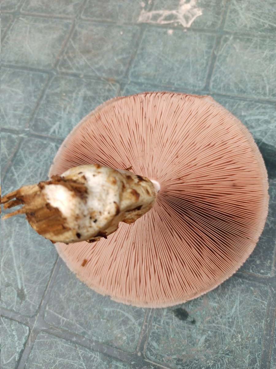 Пластинчатый гриб с желтой шляпкой