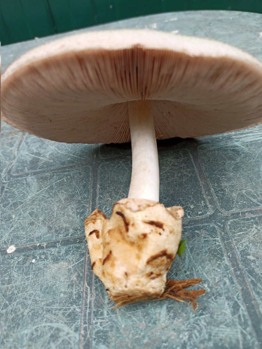 Шампиньон Луговой Agaricus Campestris