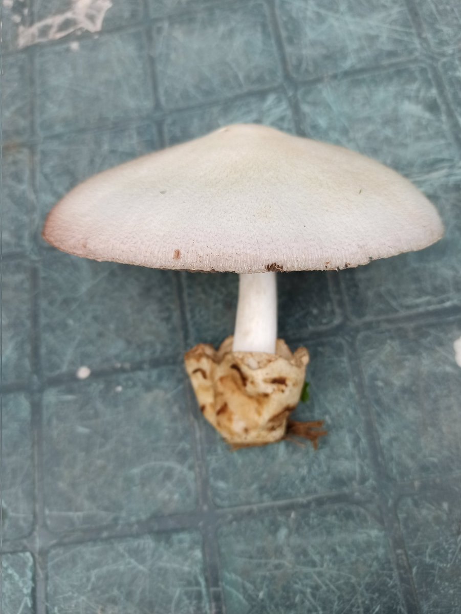 Грибы с юбочкой на ножке съедобные