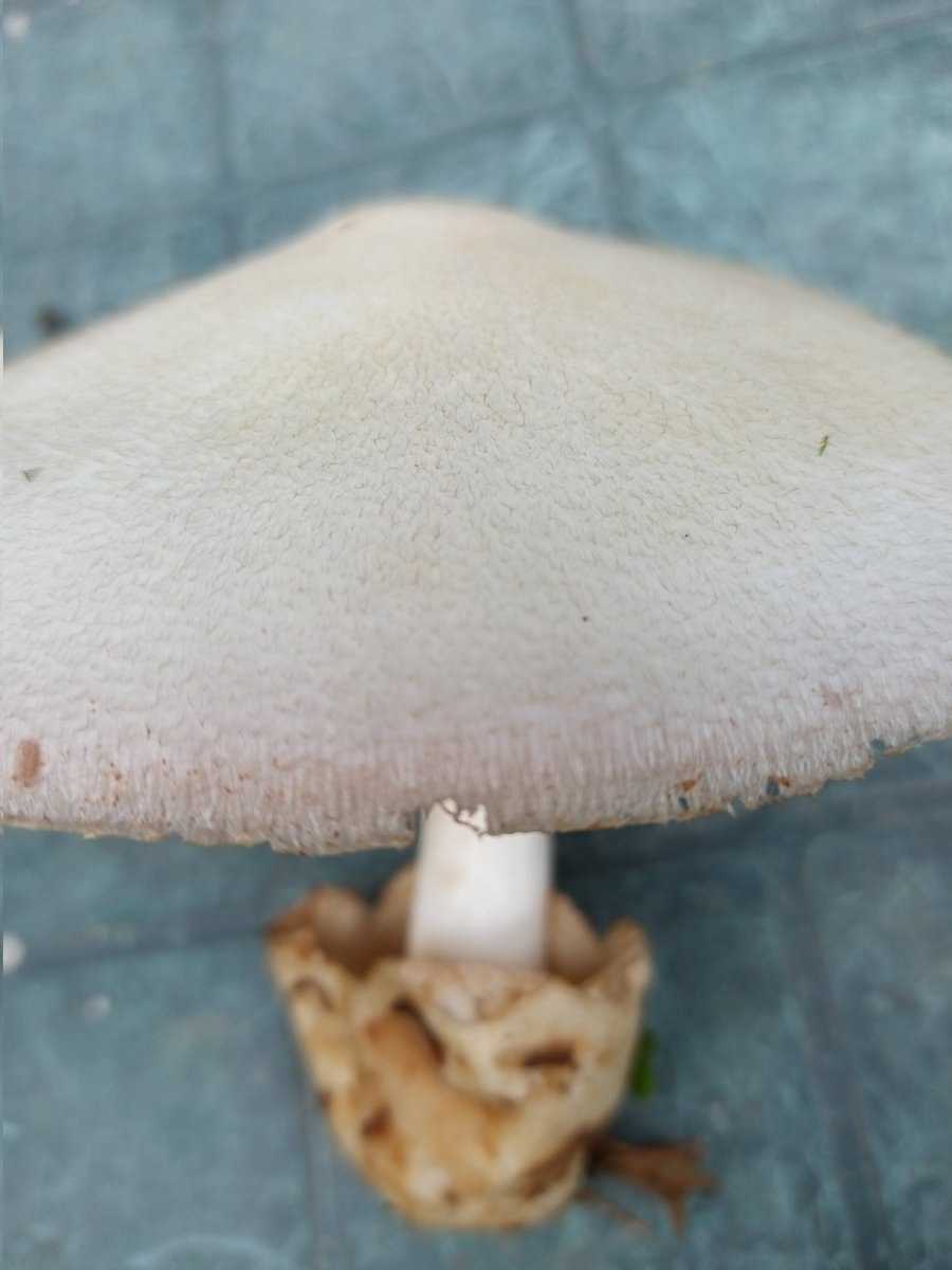 Сыроежка Королевская