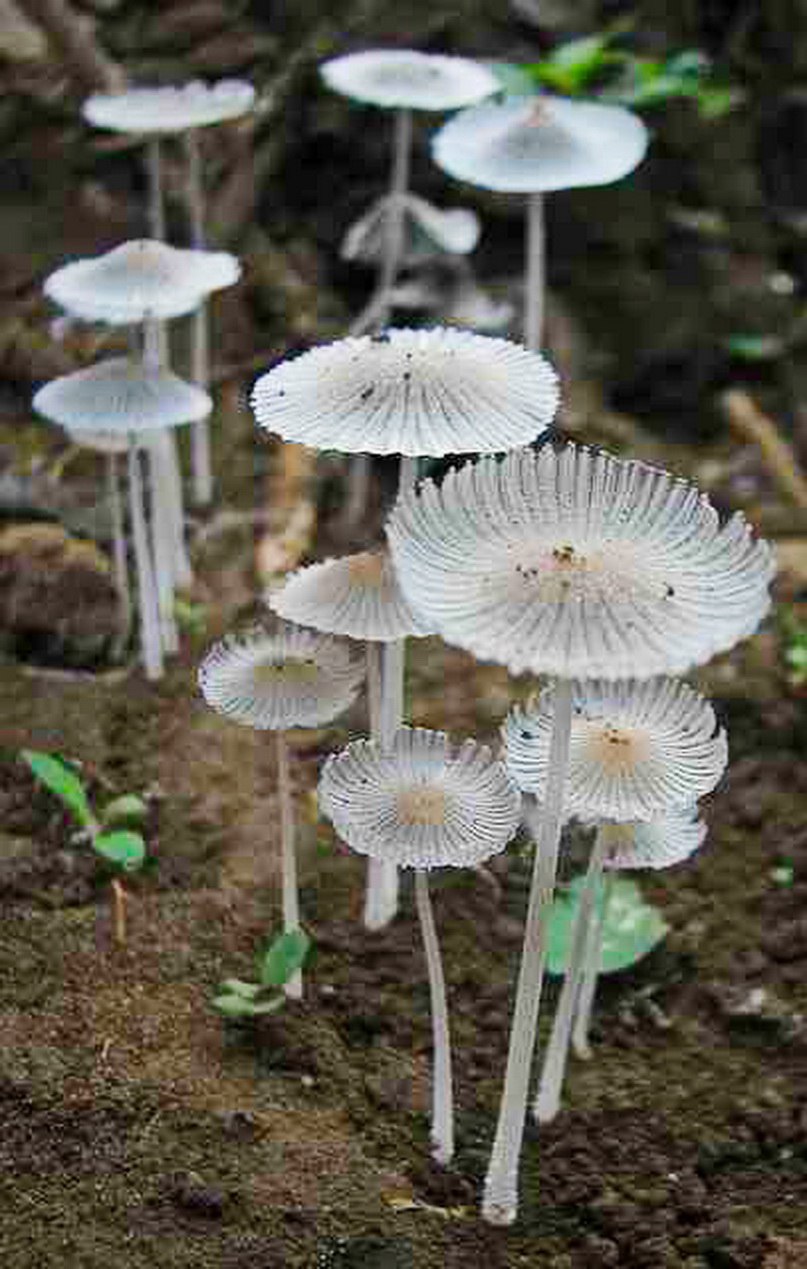 Белый гриб Боровик на белом фоне