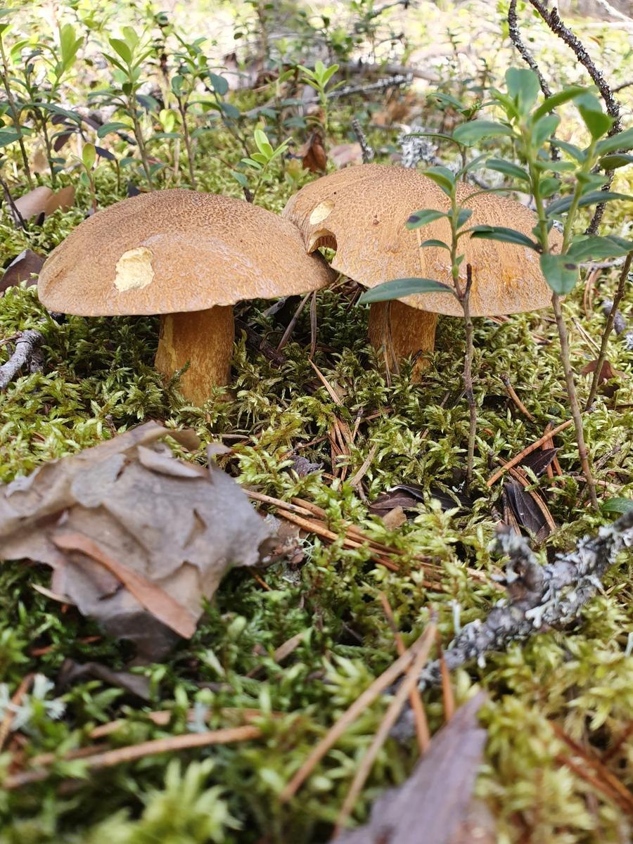 Гиропорус синеющий (Gyroporus cyanescens)