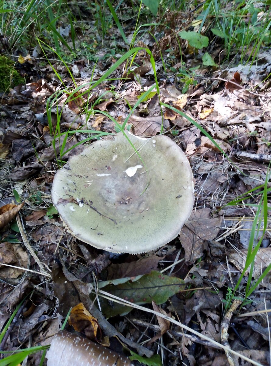 Сыроежка выцветающая (61 фото)