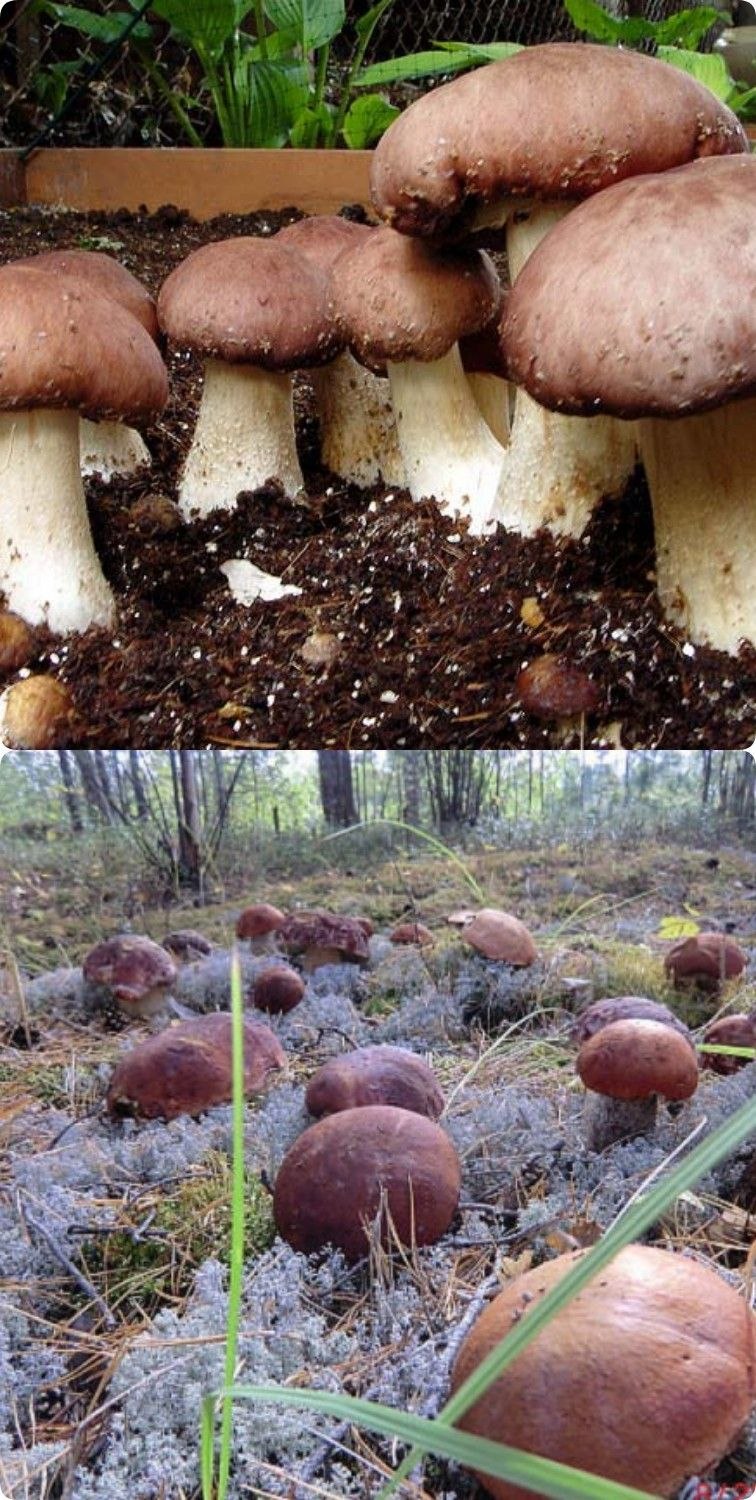 Белый гриб Красноборск