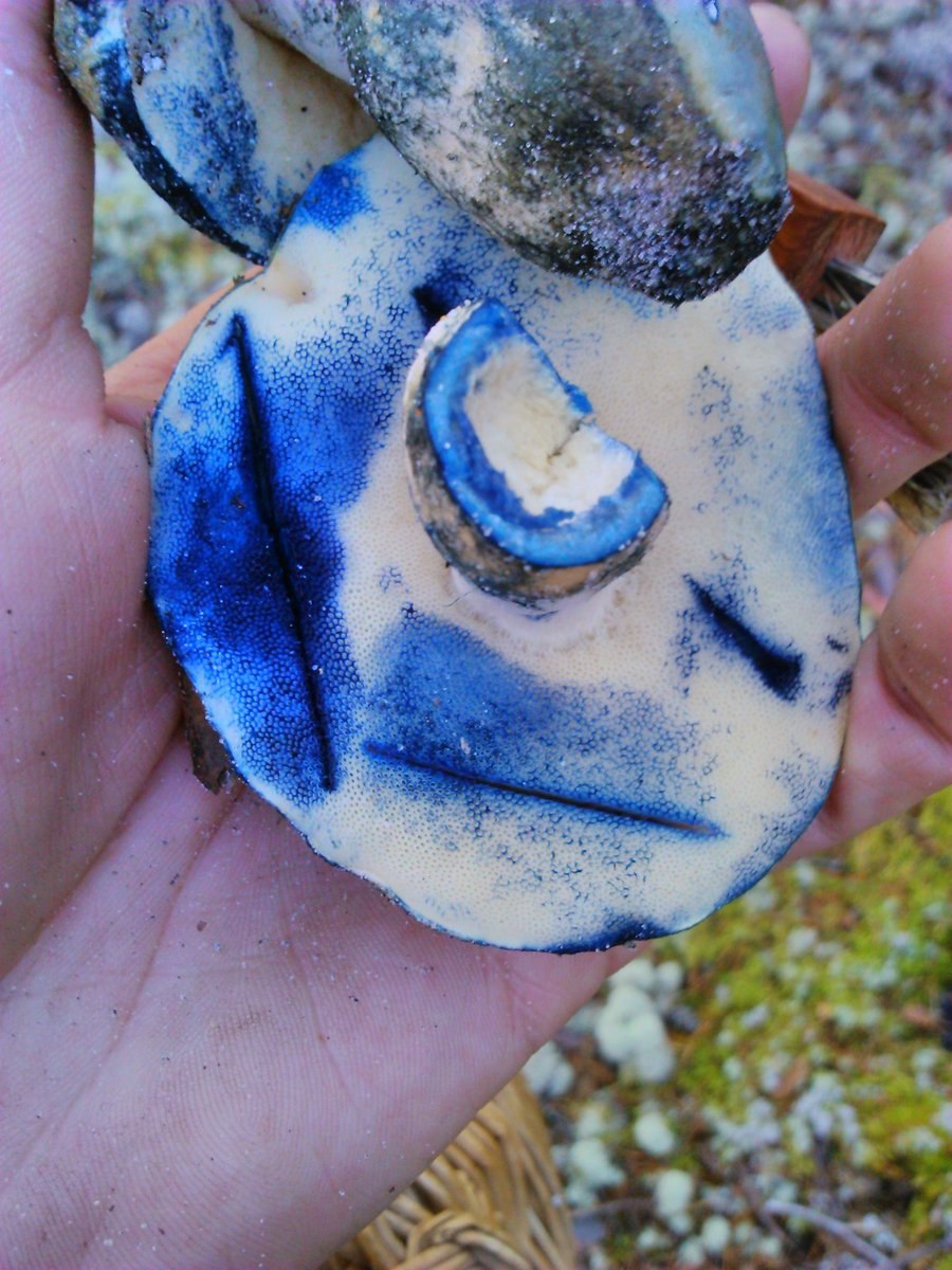 Синеет на срезе