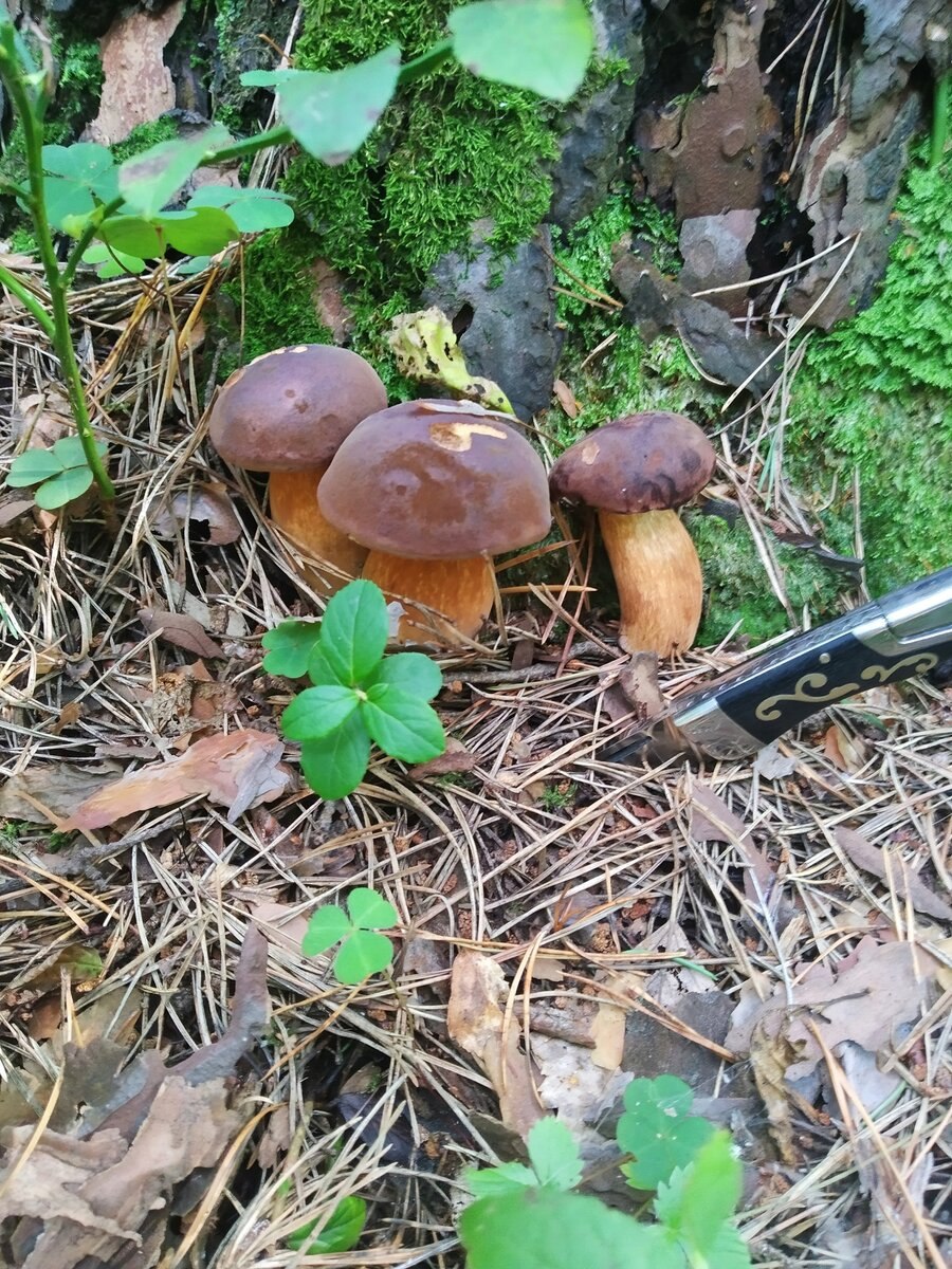 Гриб поддубовик сатанинский