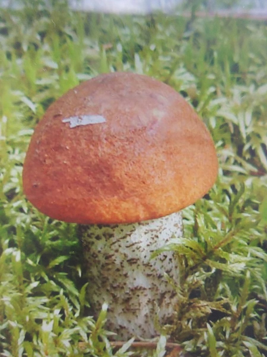 Сыроежка Гороховик