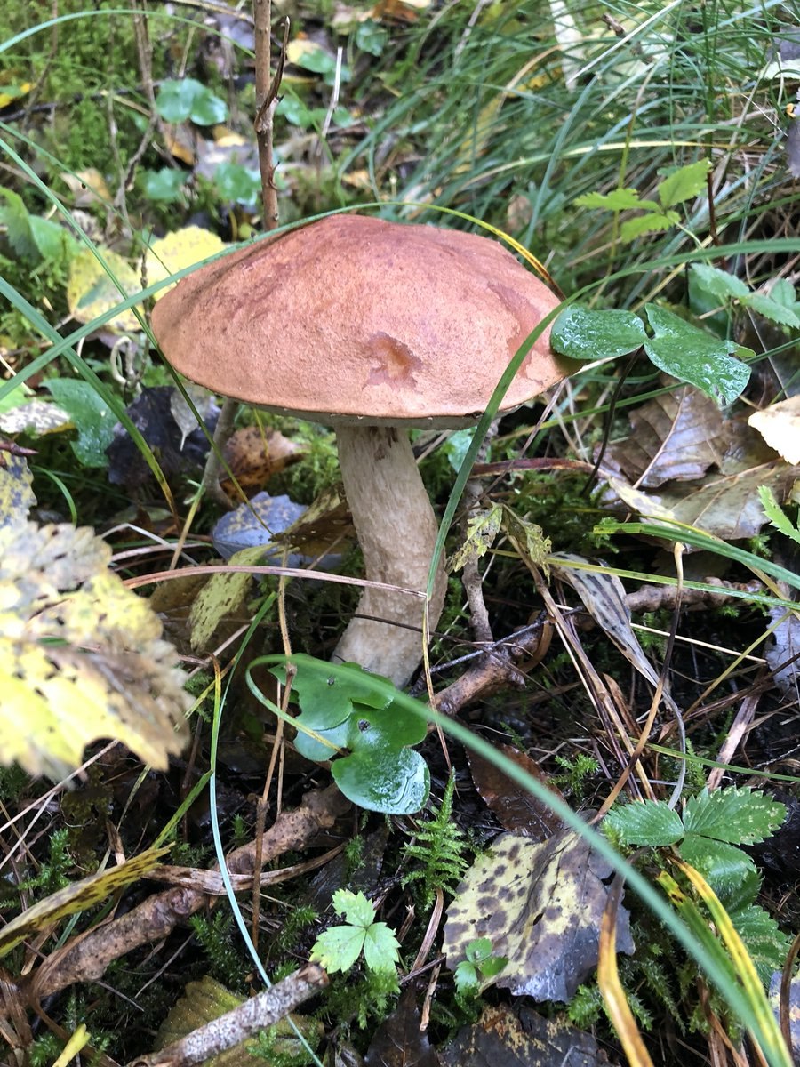 Подберезовики подосиновик Боровик масленок