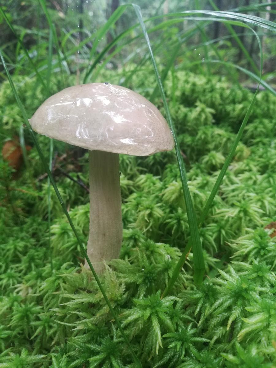 Съедобные грибы 5 грибов