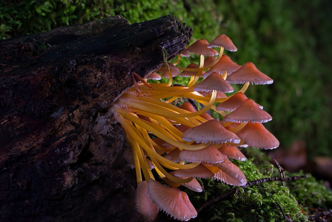 Древесные грибы. Фунгус гриб. Грибы fungi. Древесные грибы съедобные.