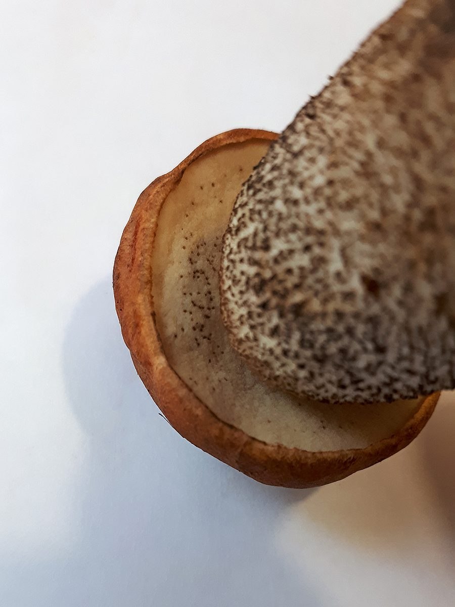 Гриб подосиновик фото и описание