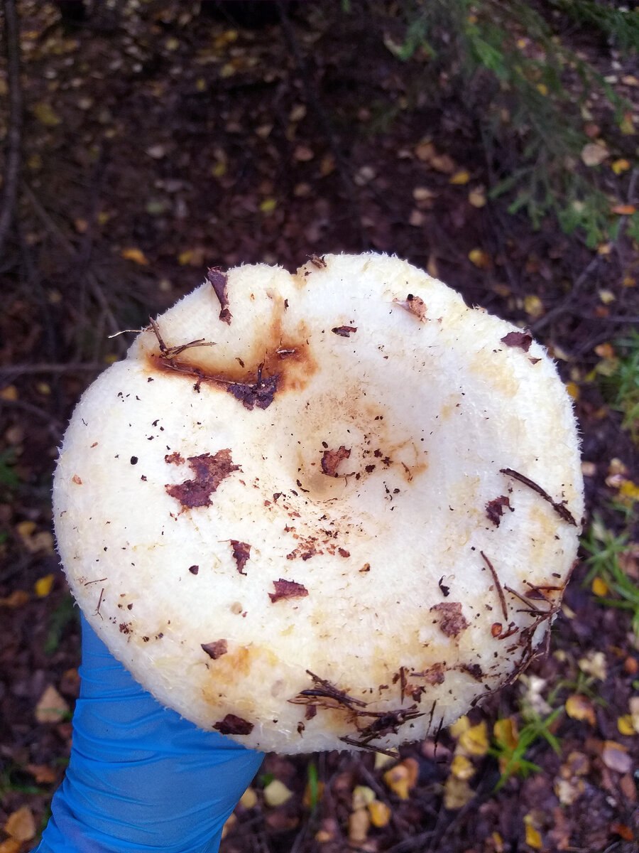 Осиновый груздь (Lactarius controversus)