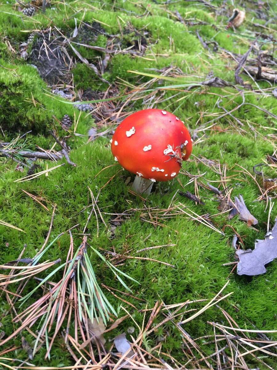 Белый гриб под деревом