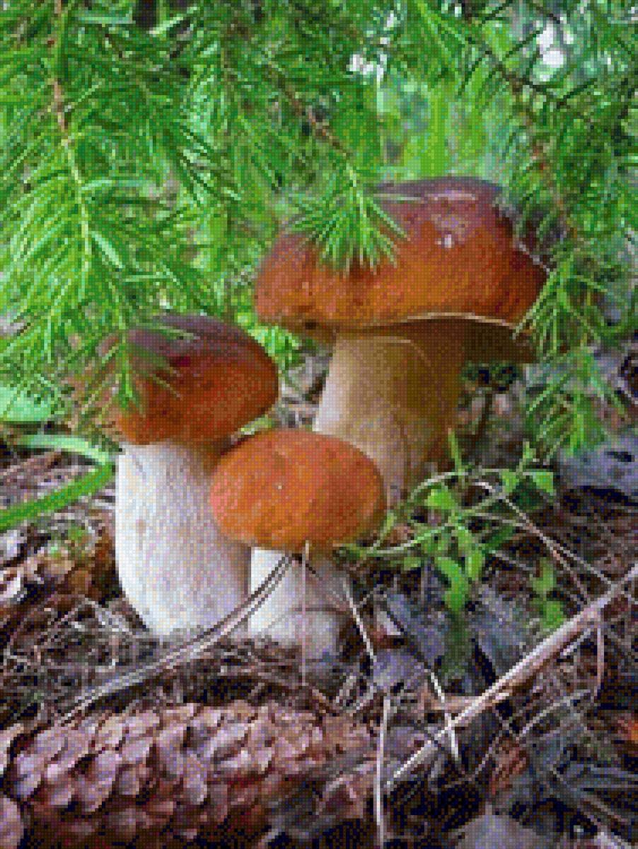 Грибы осенние под елкой