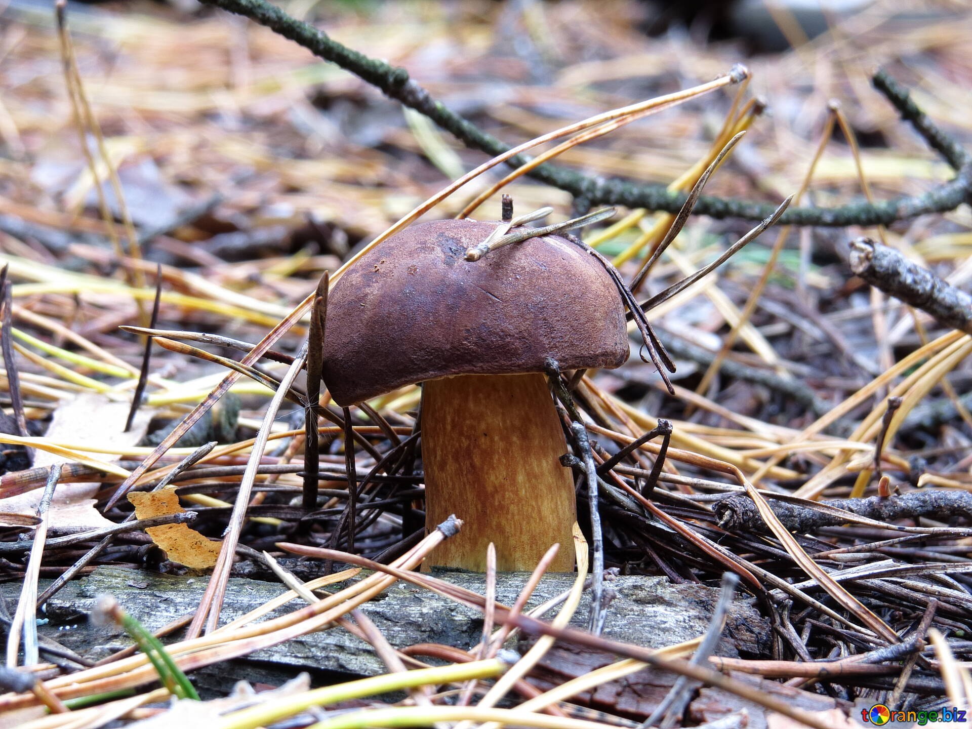 Гриб темно коричневая шляпка. Польский гриб шляпка. Польский гриб съедобные грибы. Трубчатые ядовитые грибы Подмосковья. Осенние грибы Подмосковья.