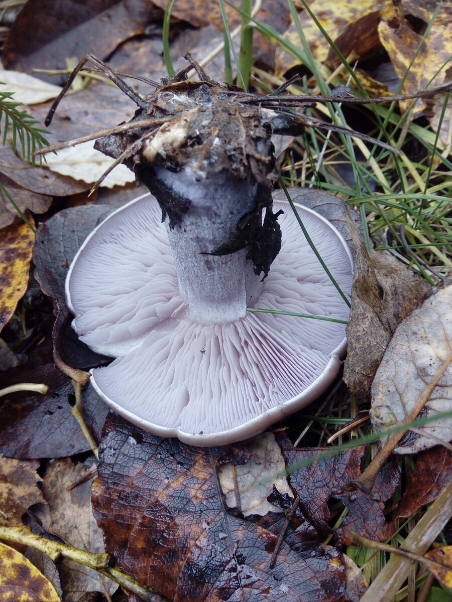 Рядовка штриховатая (Tricholoma portentosum).