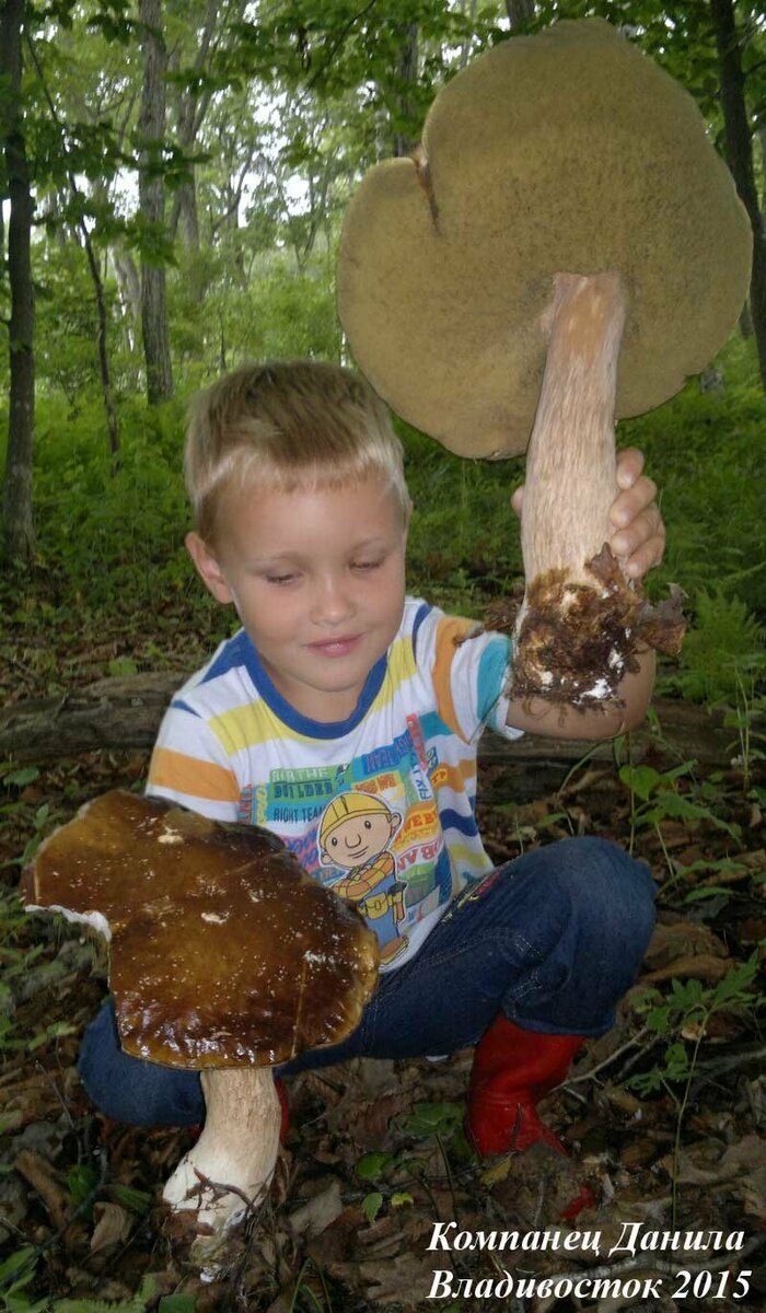 Самый большой гриб