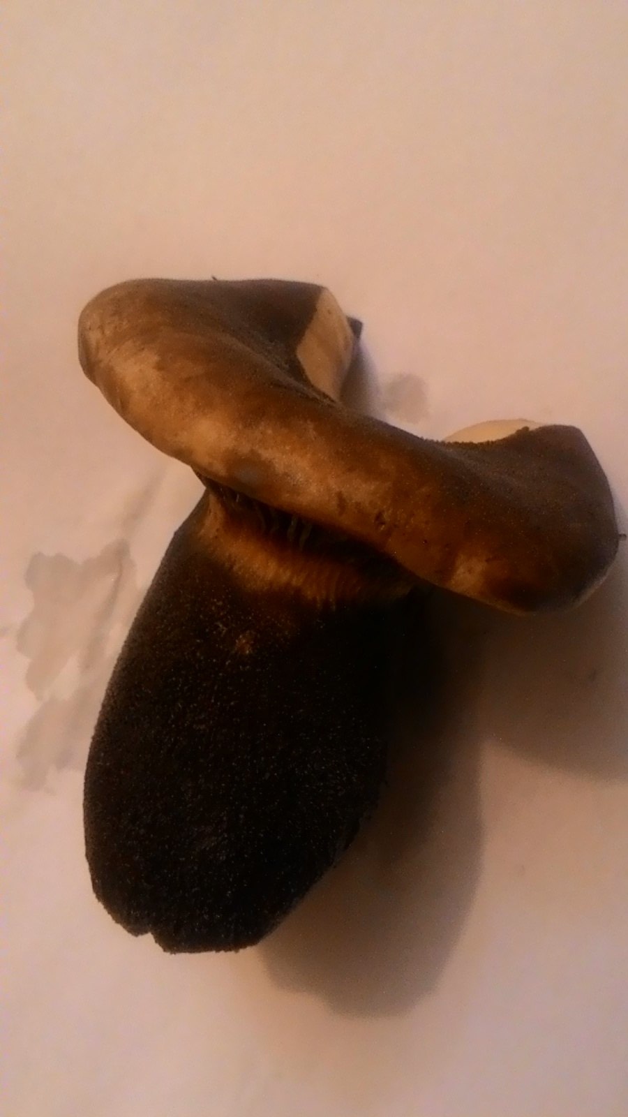 Свинушка тапинелла