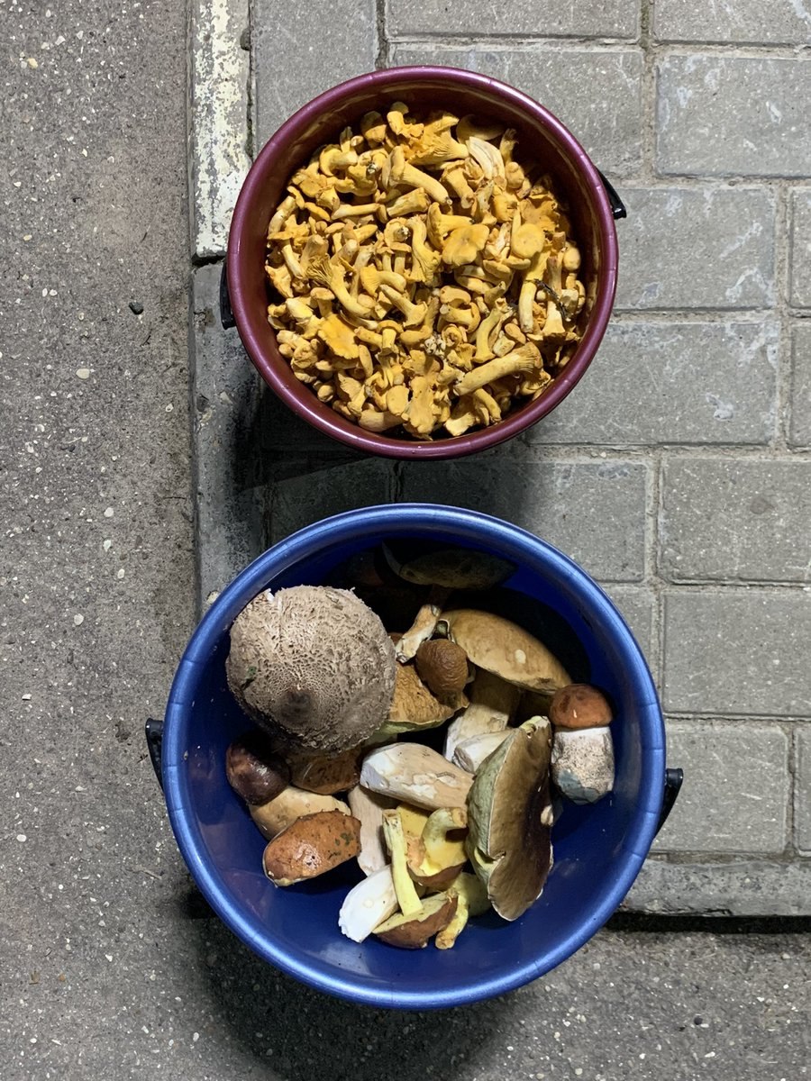 Ведро лисичек с красным ножом