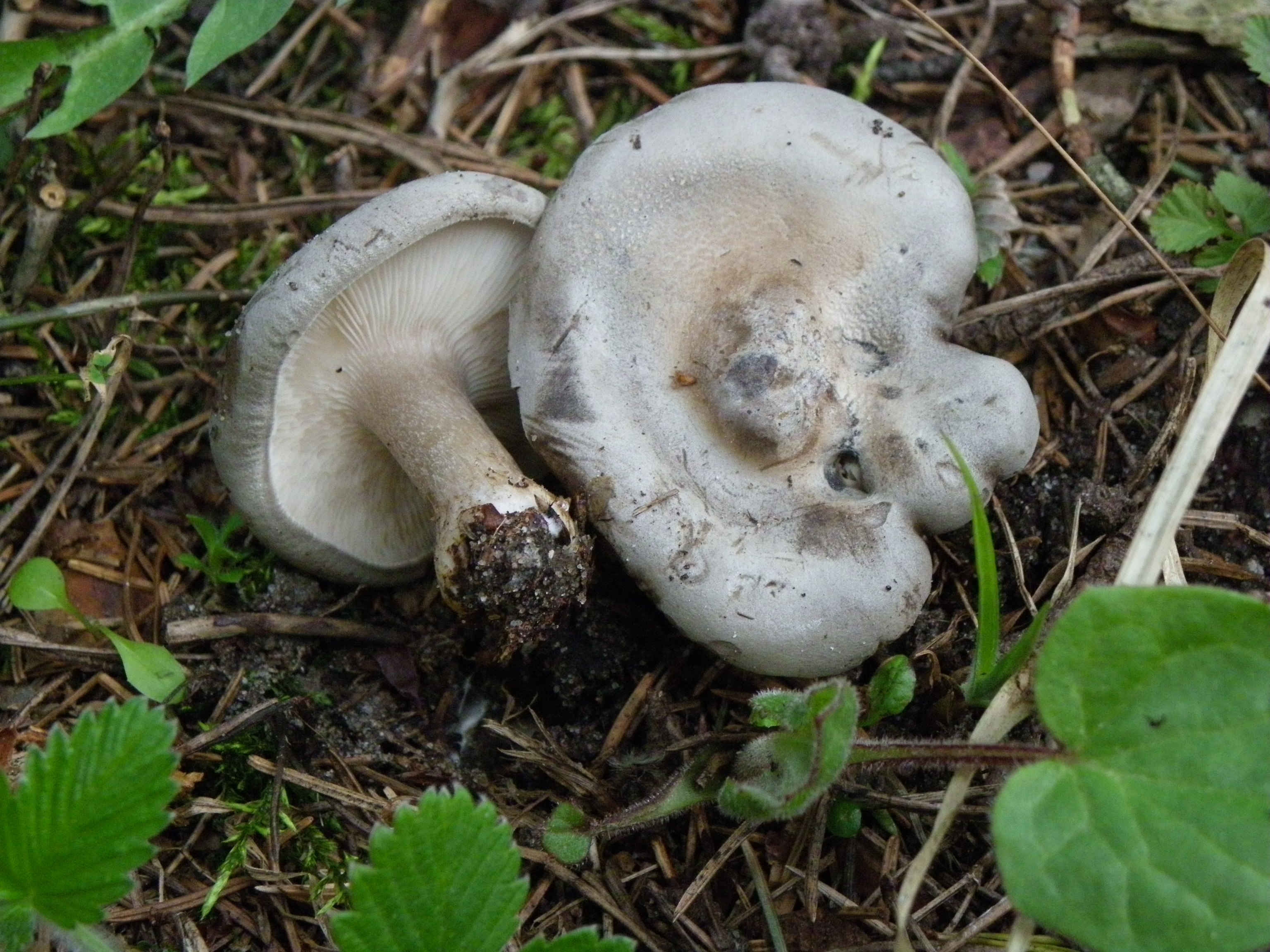 Редовка тг. Меланолеука коротконожковая. Меланолеука коротконожковая melanoleuca brevipes. Меланолеука гриб съедобный. Гриб с серой шляпкой.