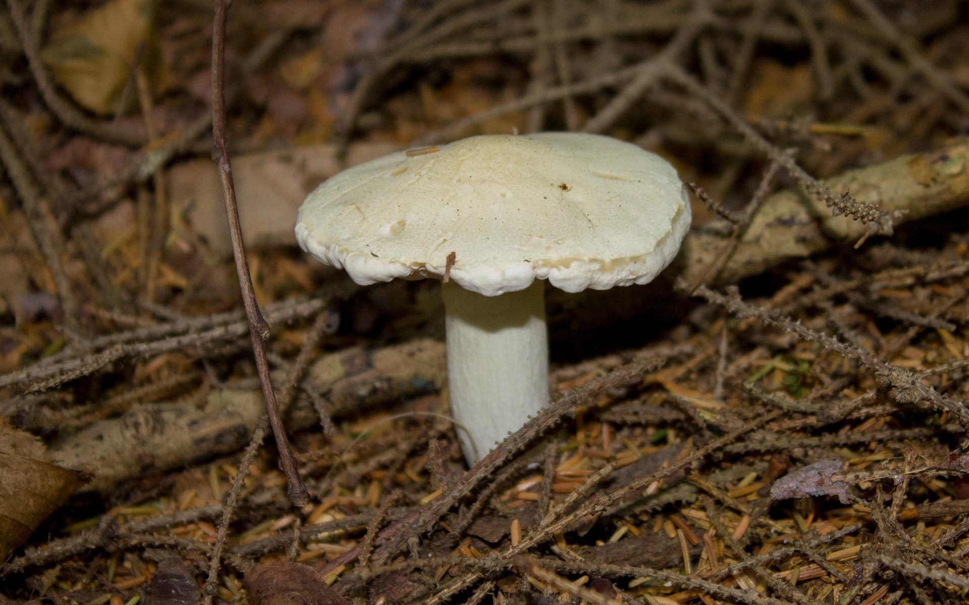 Белый гриб с большой шляпкой