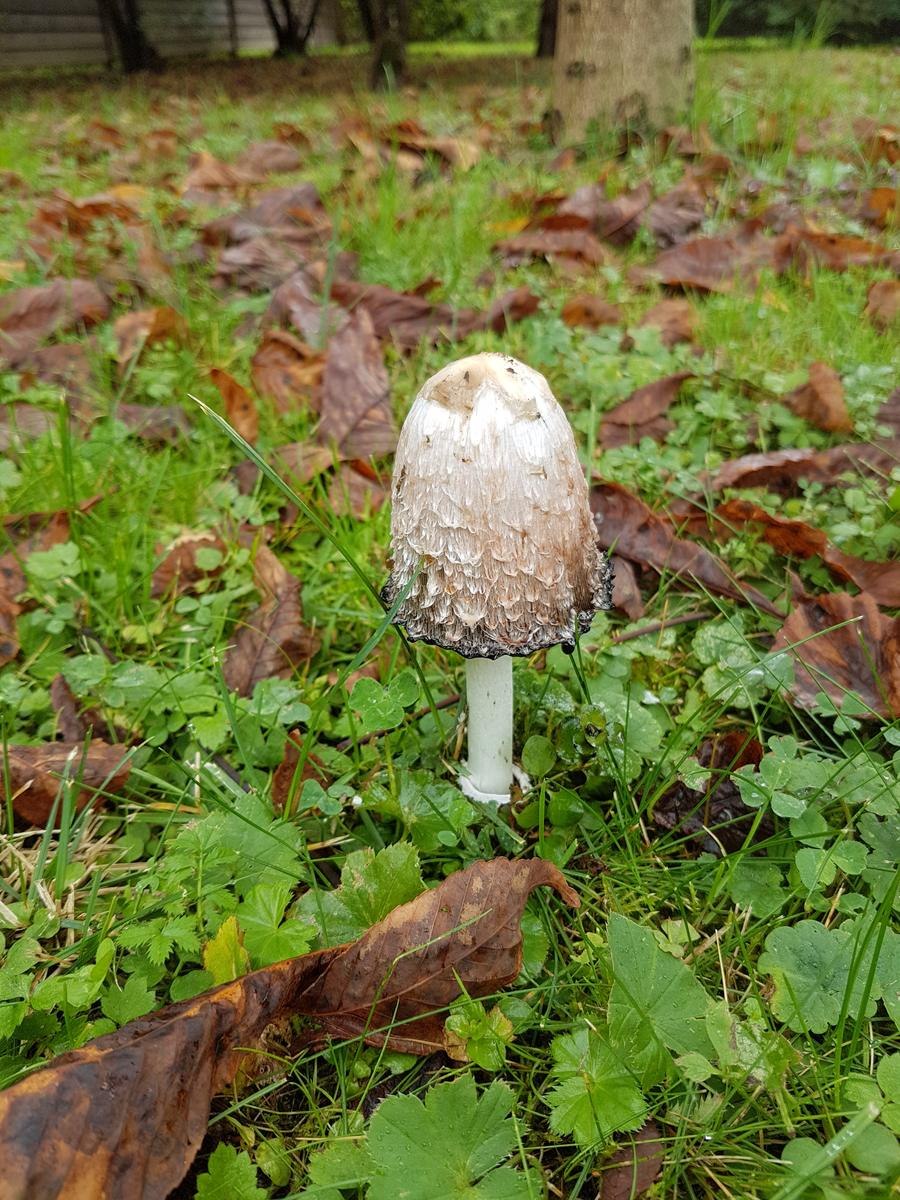 Гриб вырос на другом грибе