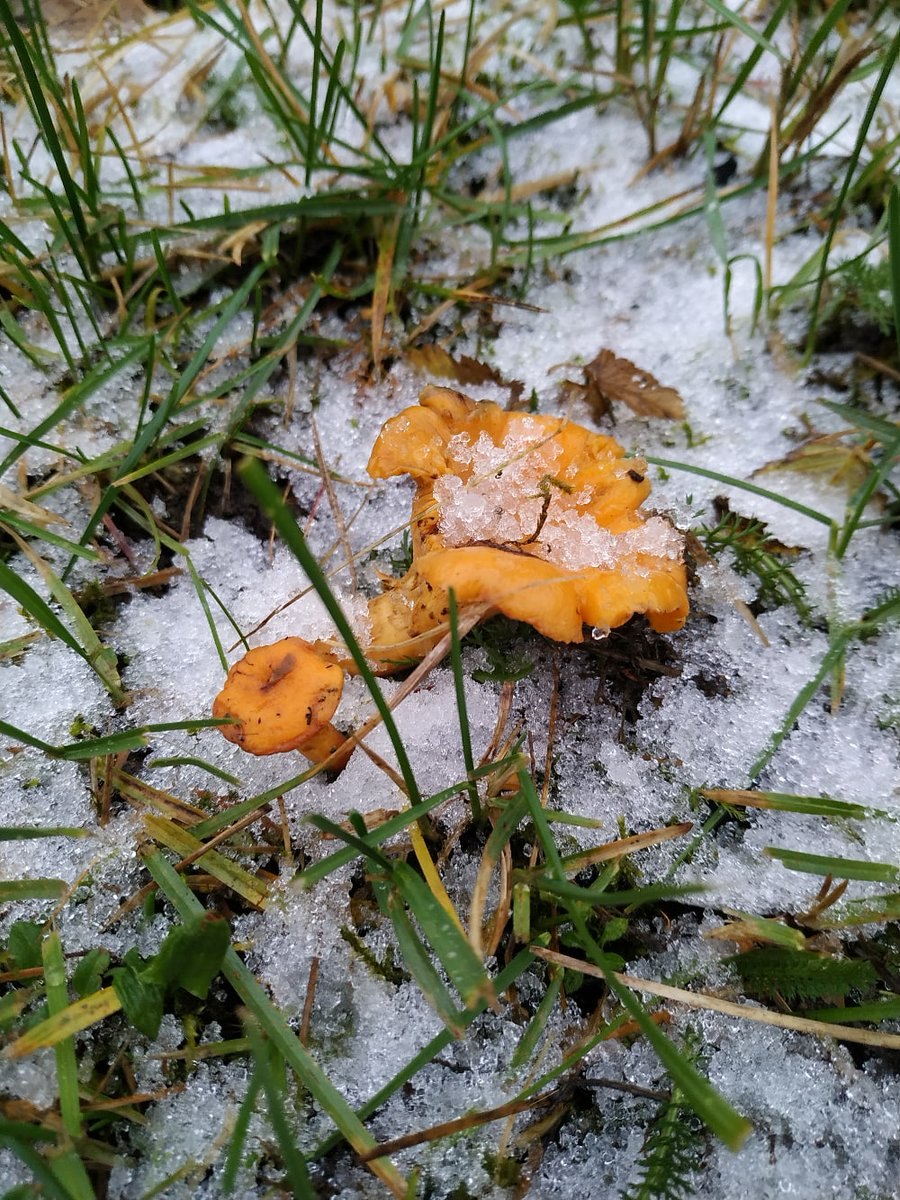 Грибы лисички под снегом