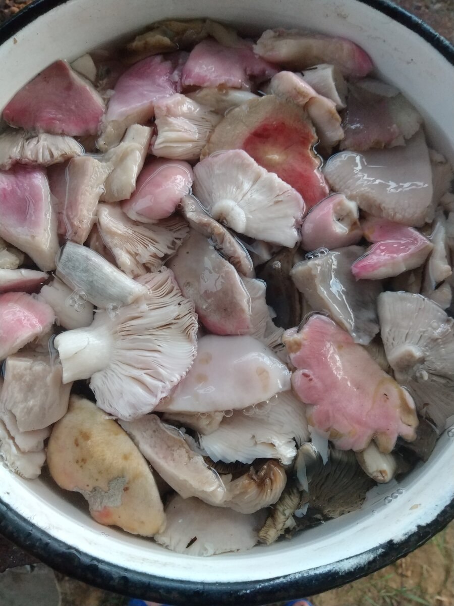 Сыроежки маринованные