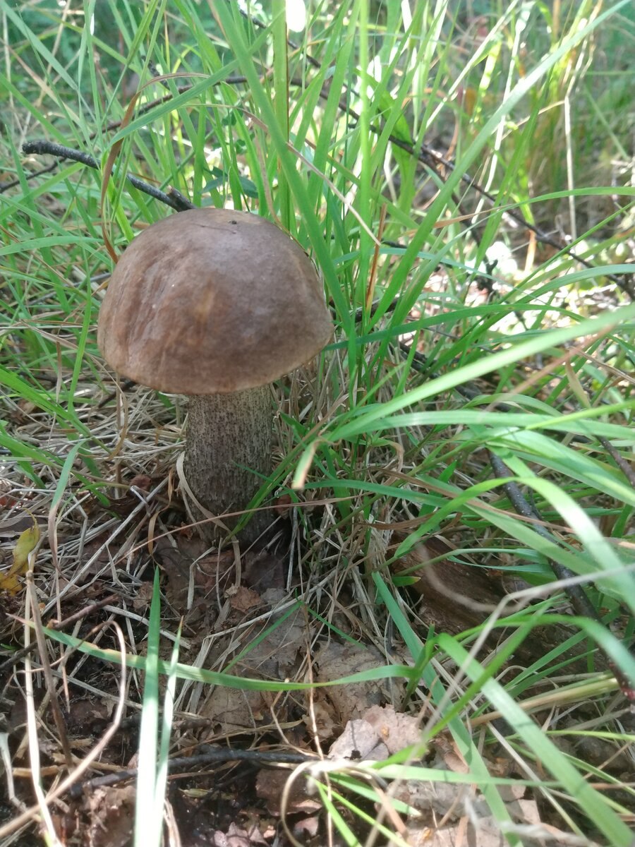 Грибы моховик подберезовик