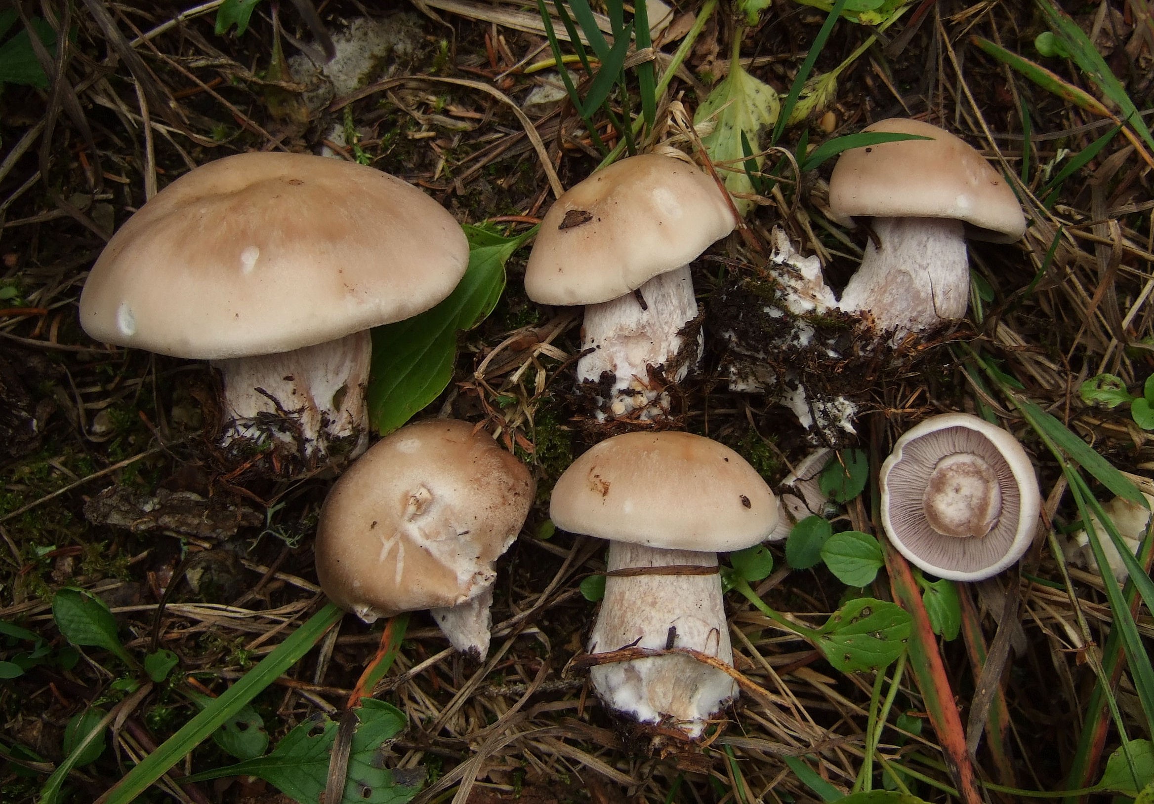 Съедобные грибы рядовки фото съедобные