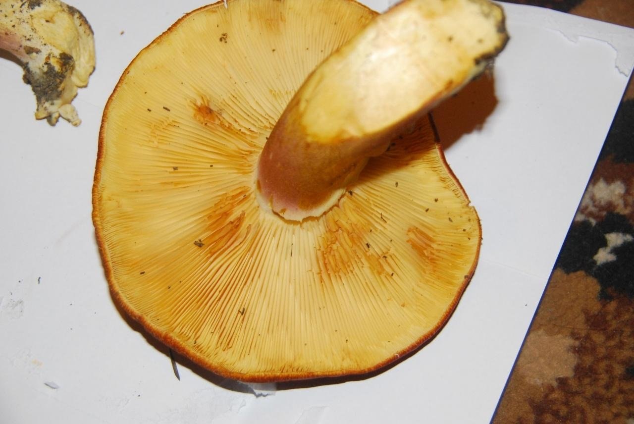 Гриб снизу. Пластинчатый гриб снизу шляпка желтая. Желтый пластинчатый гриб с толстой ножкой. Tricholomopsis rutilans. Желтый гриб пластинчатый гриб?.