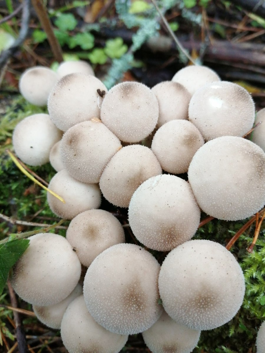 Порховка свинцово-серая гриб