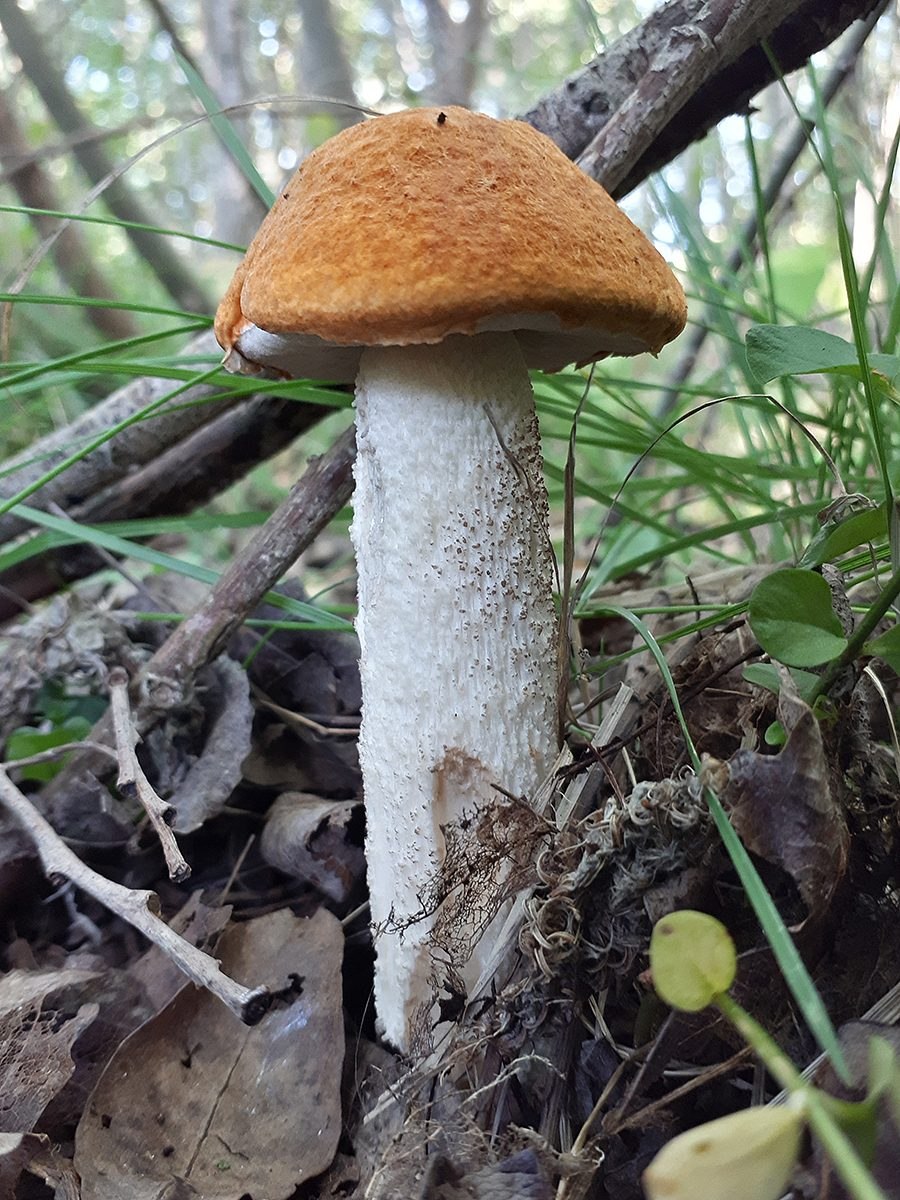 Подосиновик гриб