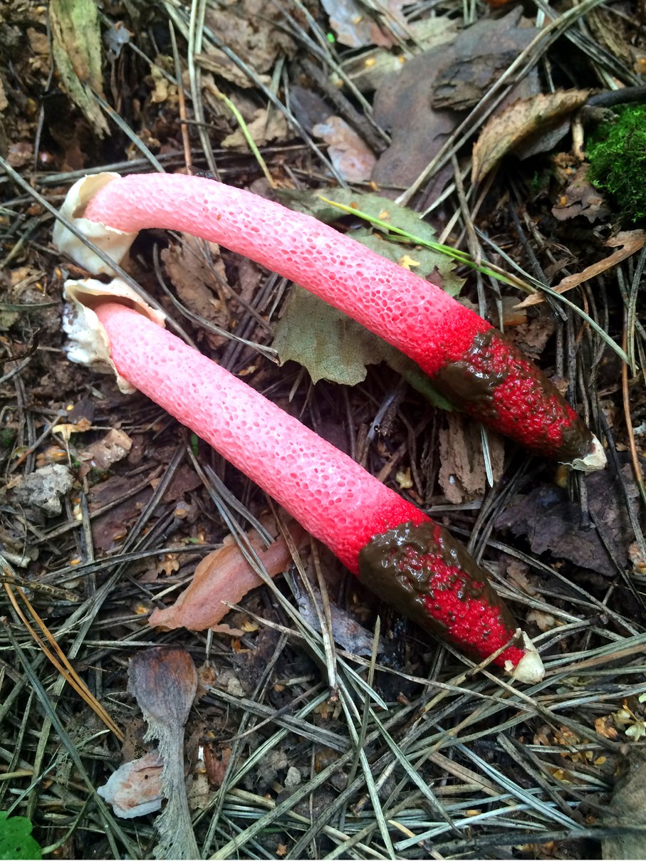 Мутинус канинус