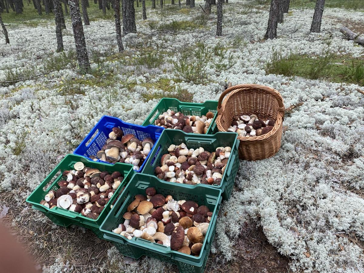 Промышленный сбор грибов